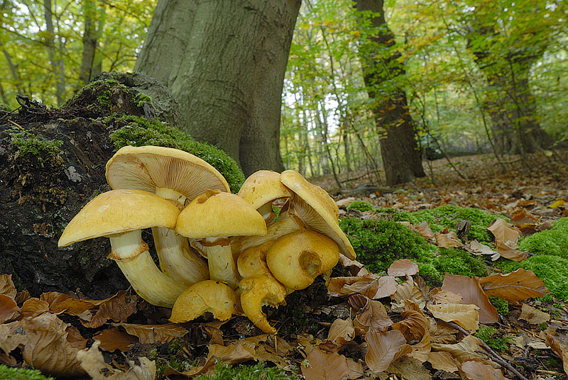 Gymnopilus junonius
